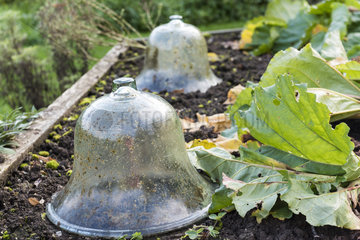 Glass bells in a square garden  autumn  Somme  France