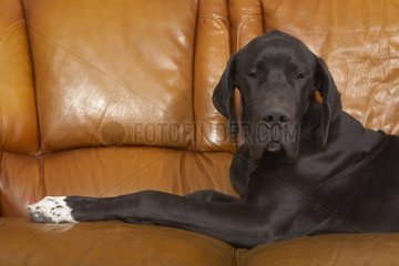 German Dogue alone lying on a sofa