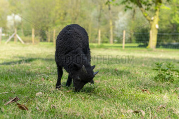 Lamb of Ouessant in a meadow  spring  Somme  France