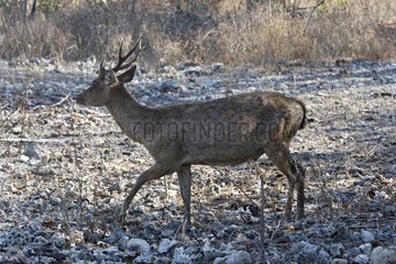 Timor Deer Rinca Komodo Nationalpark Indonesien