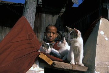 Young monk and kittens resting Burma