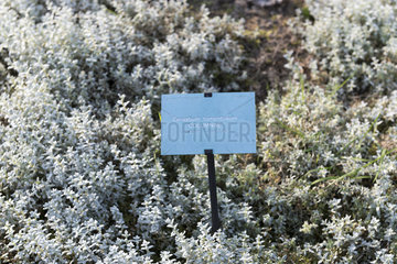 Snow in summer (Cerastium tomentosum) 'Columnae' in a garden  autumn  Somme  France