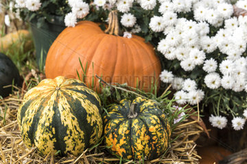 Pumpkin and pumpkin 'Patidou Sweet Dumpling' laid on straw for Halloween  Germany