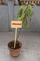 Mango's foot in a greenhouse  spring  Pas de Calais  France