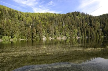 Tree pollen on the surface of the waters of Green Lake Vosges