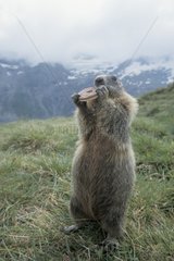 Alpine Marmot eating National park Hohe Tauern Austria