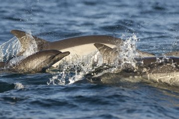 Baby common dolphin surfaces beside its mother