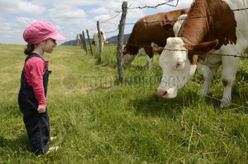 Girl watching Montbeliarde heifers in a pasture France