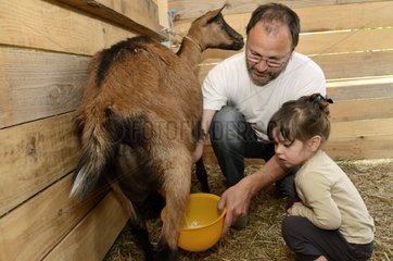 Girl looking at deals with a goat on a farm France