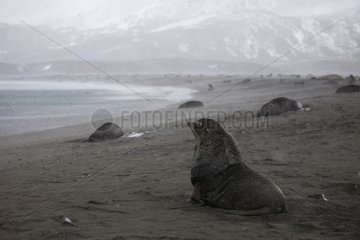 Antarctic fur seals on the shore of South Georgia