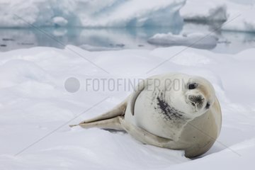 Crabeater seal on the ice Antarctic Peninsula