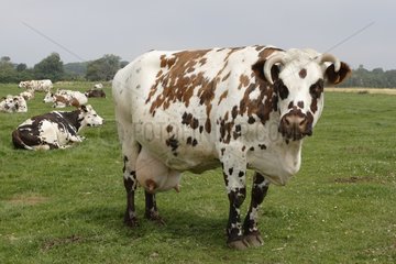 Normanische Kuh in einer Wiesennormandie Frankreich