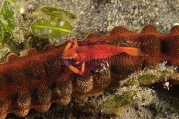 Imperial shrimp on Synaptid sea cucumber Indonesia