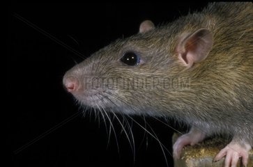 Porträt von Ratten -Surmulot Frankreich