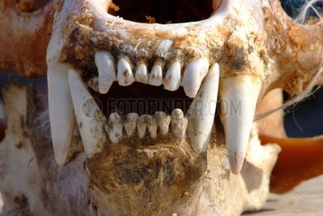 Skull & jaw of Polar Bear sold to tourists Nunavut Canada