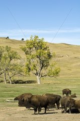 Bison Herd Custer State Park Black Hills South Dakota USA.