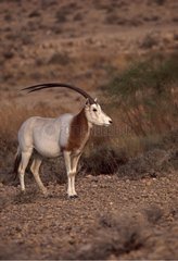 Great Scimitar Oryx male in the Sahara South Tunisia