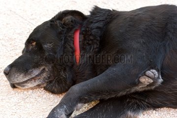 Portrait of an old black dog lengthened floor France