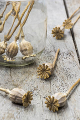 Dried fruits of poppy flowers
