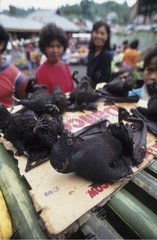 Flying Foxes on the market of Tomohon Sulawesi Indonesia