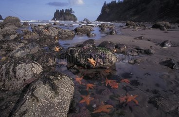 Etoile de mer à marée basse Point of Arches Washington USA