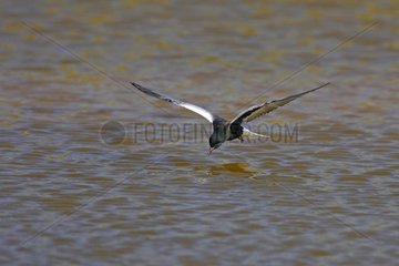 White-winged black tern fishing in flight spring Poland