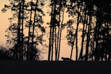Silhouette of a red fox on the hunt before dawn
