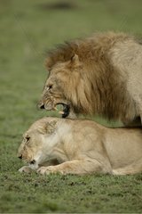 Accouplement de Lions Masaï Mara Kenya