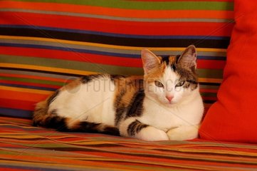 Chatte de maison tricolore couchée sur coussins dans salon