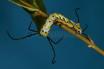 Caterpillar climbing on a rod in a breeding