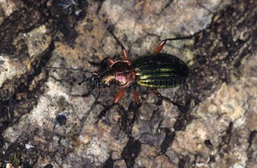 Ground Beetle walking on bark Creuse France