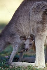 Young Eastern Grey Kangaroo in its mother pouch