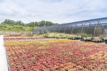Various varieties of sedum in a greenhouse  spring  Pas de Calais  France
