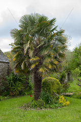 Palm tree in a garden  spring  Manche  France
