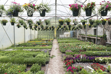 Greenhouse of various plants at a horticulturist  spring  Pas de Calais  France
