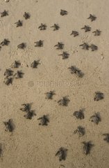 Newborn Pacific ridley sea turtles moving towards the sea