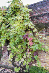 Virginia creeper (Parthenocissus sp) on a brick wall  autumn  Somme  France