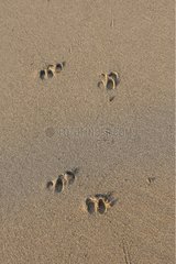 Timor deer footprints Komodo National Park Indonesia