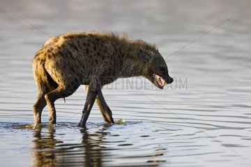 Spotted hyena walking in water Lake Nakuru Kenya