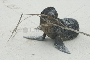 Jeune lion de mer des Galapagos jouant avec une branche
