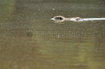 Coypu swimming in Sologne France in the spring