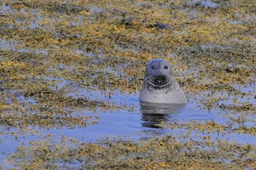 Harbour Seal in Iceland