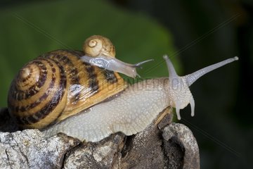 Gros-gris snail carrying a smaller one Lausanne