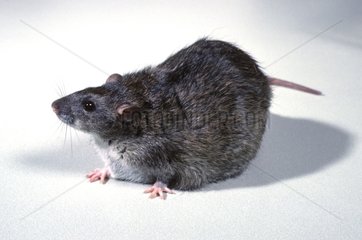 Fettleibiges Rattenlabor von CNRS Frankreich
