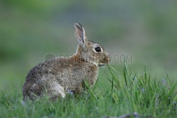 European Rabbit eating grass Auvergne France