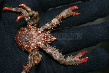 Männlicher Stachel Squat Lobster auf dem hinteren Frankreich