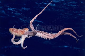 Long-Armed Octopus parachuting down on prey Red Sea
