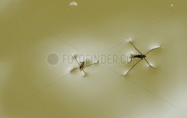 Common pond stakers on the surface of a pond in the spring