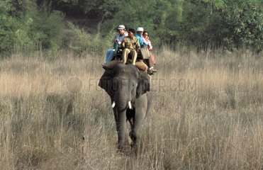 Herangehensweise an Asien Bandhavgarhs Elefant Back Tiger