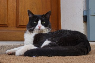 Chat noir et blanc couché devant une porte